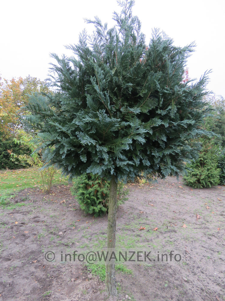 Chamaecyparis lawsoniana Van Pelt's Blue - Kugelstamm 01.JPG
